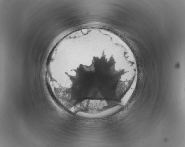 X0000116861418201002021057