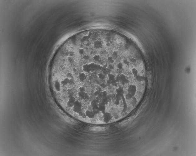 X0000116861419201002021057