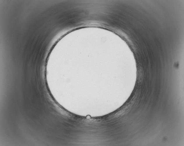 X0000116861424201002021057