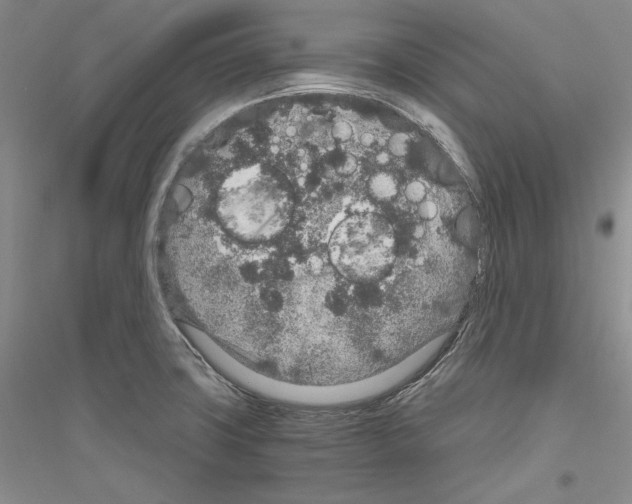 X0000116861427201002021057