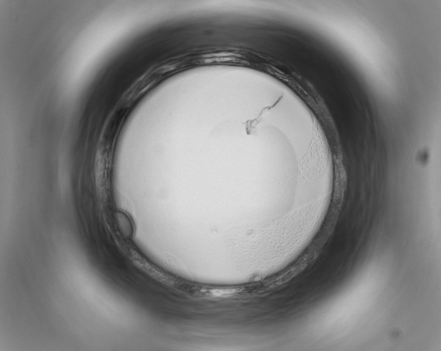 X0000116861438201002021057