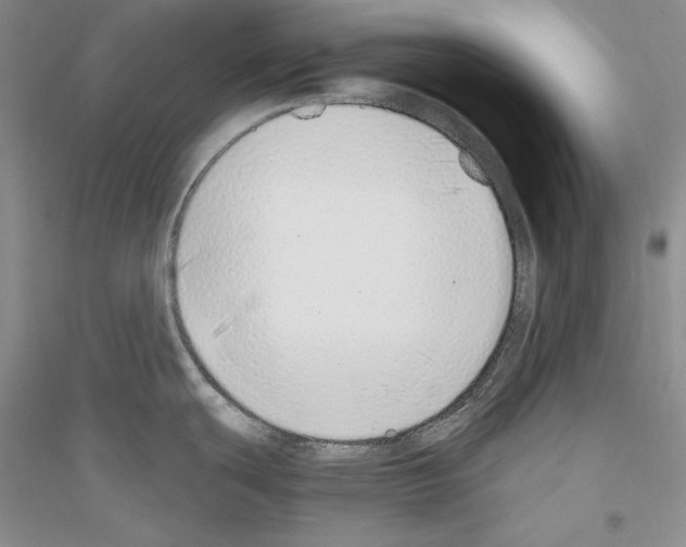 X0000116861439201002021057