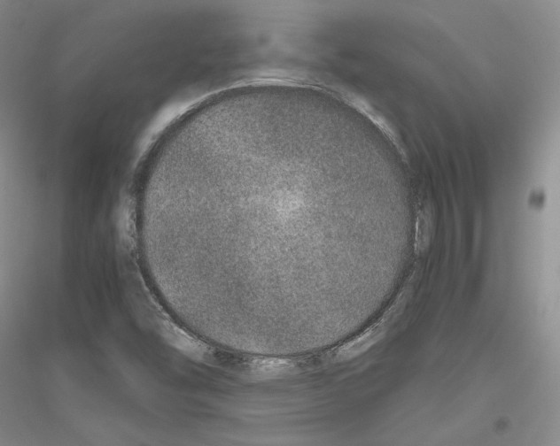 X0000116861454201002021056