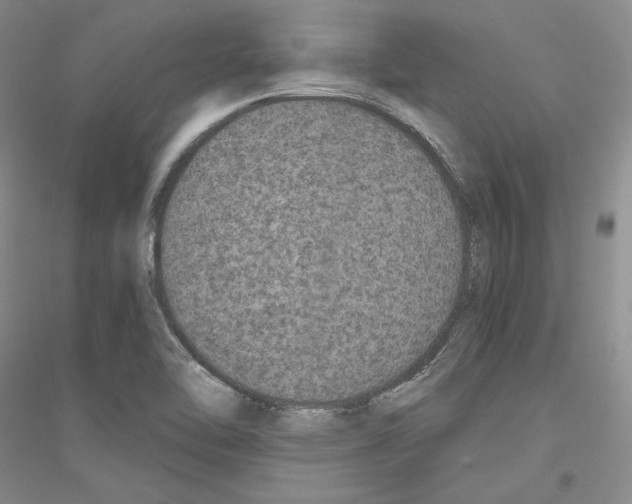 X0000116861462201002021056