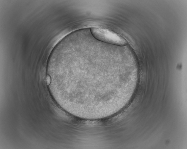 X0000116861465201002021056