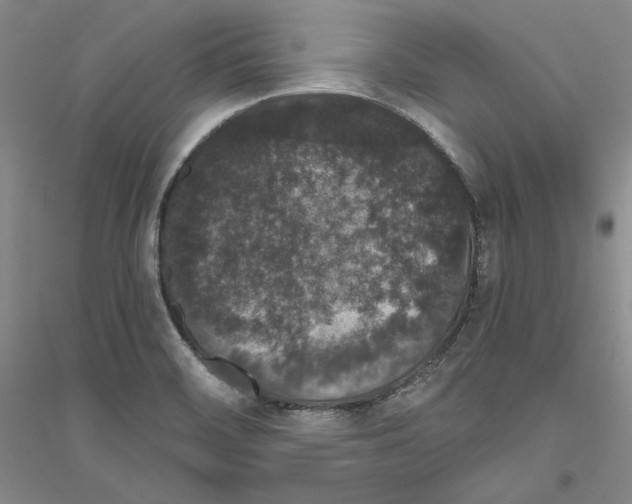 X0000116861468201002021056