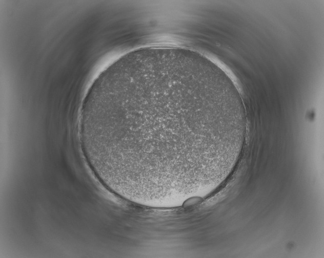 X0000116861477201002021056