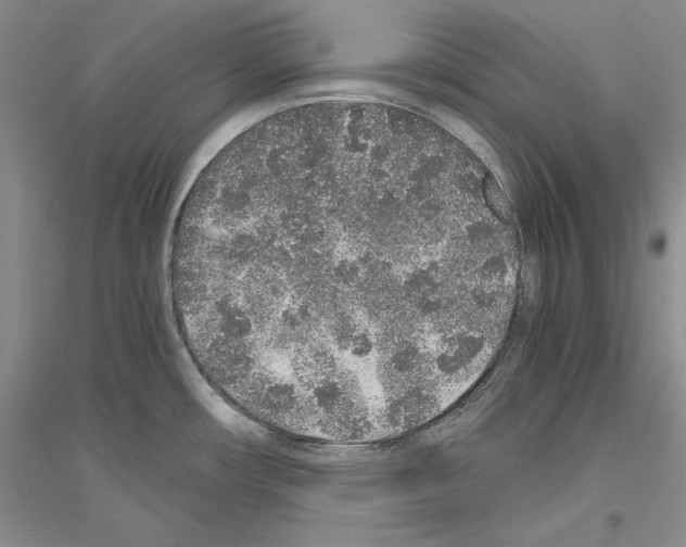 X0000116861482201002021056