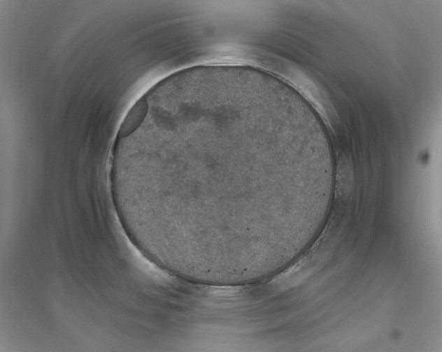 X0000116861484201002021056