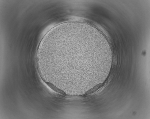 X0000116861487201002021056