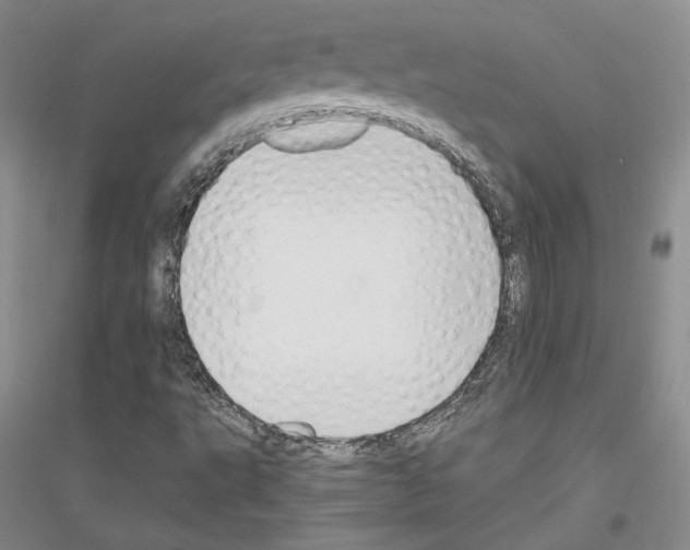 X0000116861495201002021055