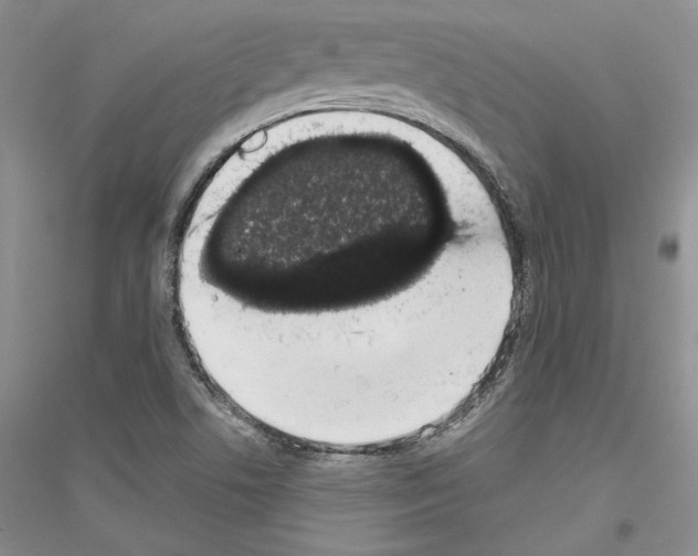 X0000116861506201002021055