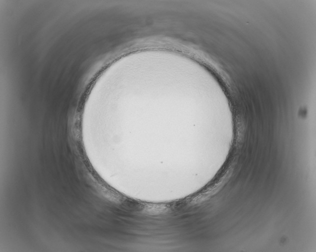 X0000116861509201002021055