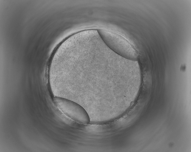 X0000116861510201002021055