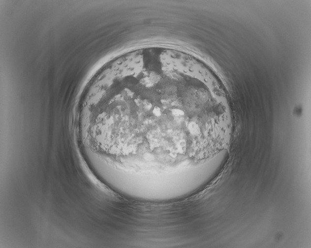 X0000116861515201002021055