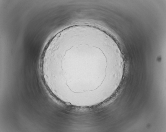 X0000116861517201002021055