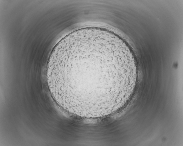 X0000116861521201002021055