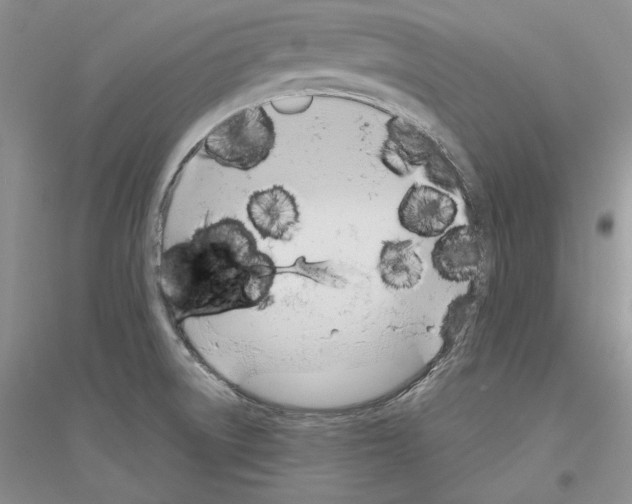 X0000116861522201002021055