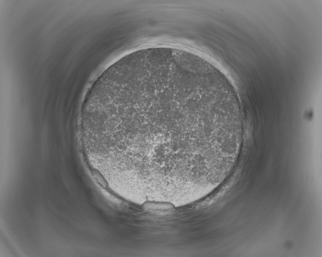 X0000116861525201002021055