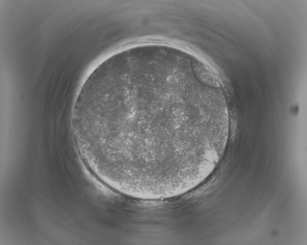 X0000116861527201002021056