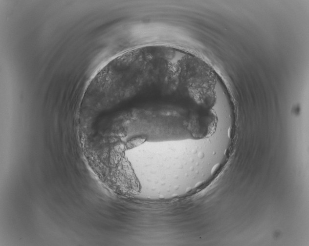 X0000116861529201002021056