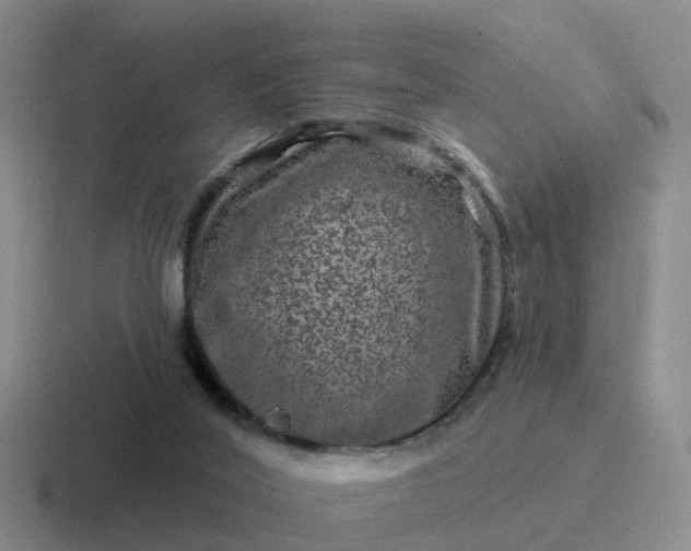 X0000116870020201001051453