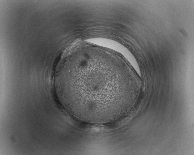 X0000116870420201001051448