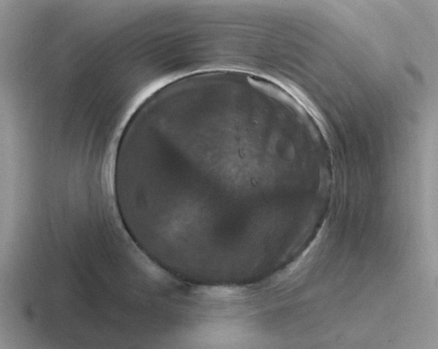 X0000116871246201001051438