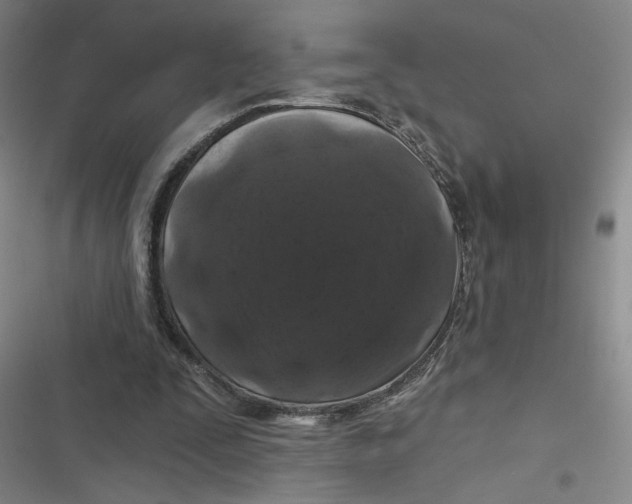 X0000116870295201001121307