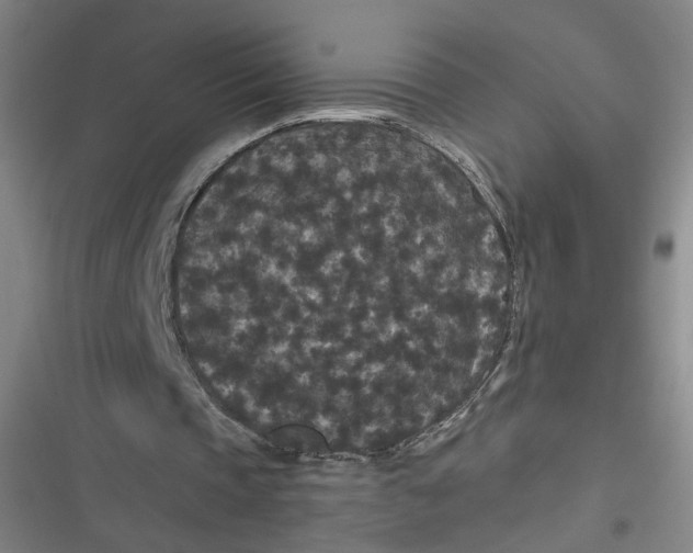 X0000116870337201001121306