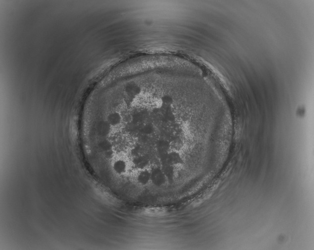 X0000116870353201001121306