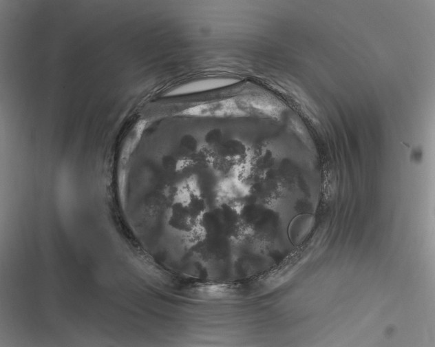 X0000116870365201001121306