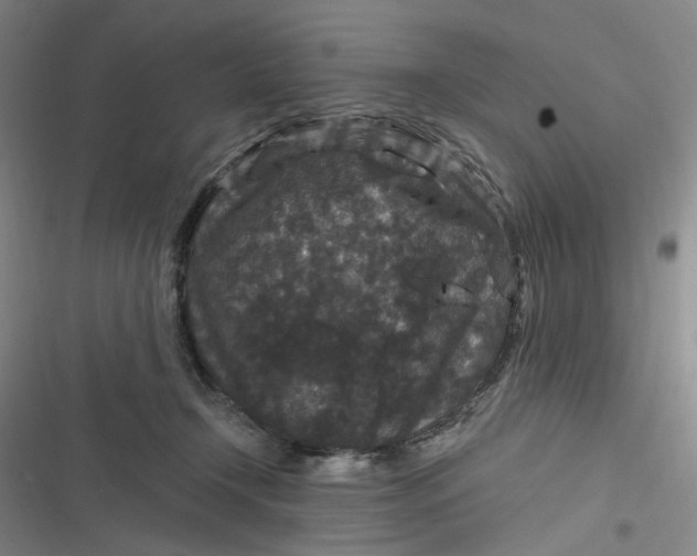 X0000116870366201001121306