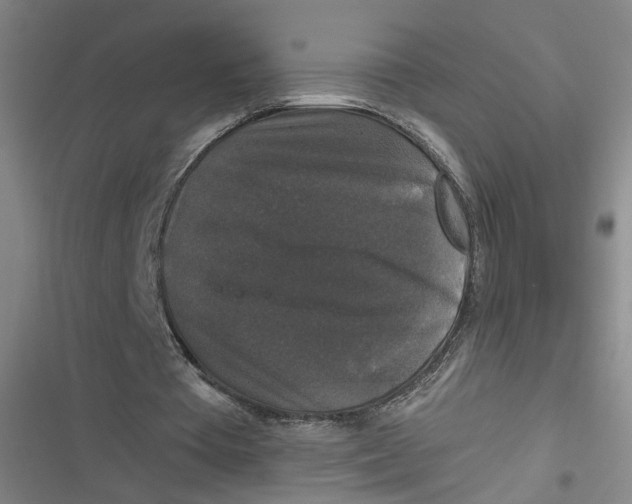 X0000116870385201001121306