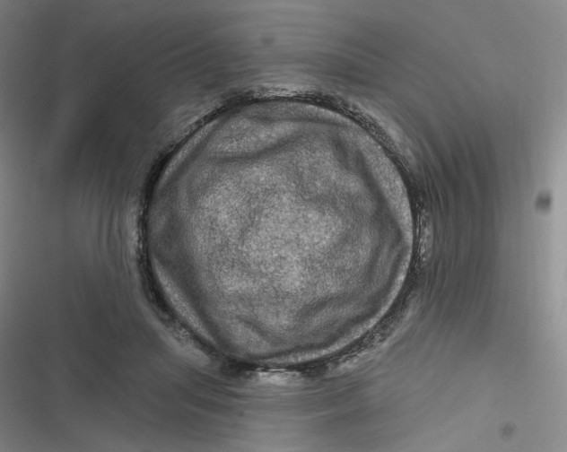 X0000116870455201001121305