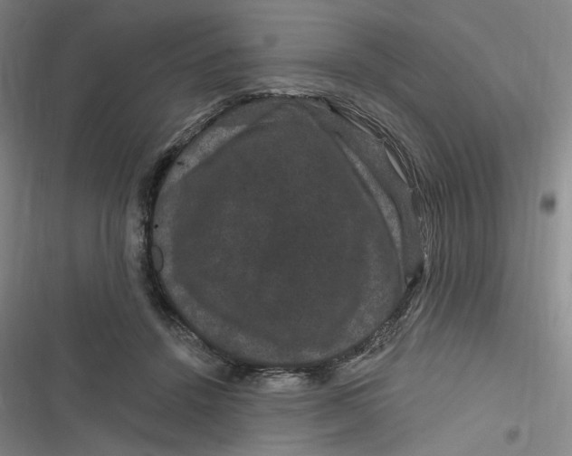 X0000116870456201001121305