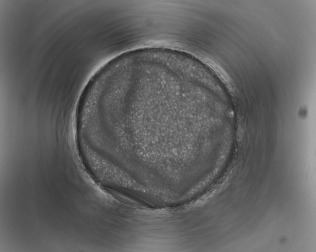 X0000116870888201001121259