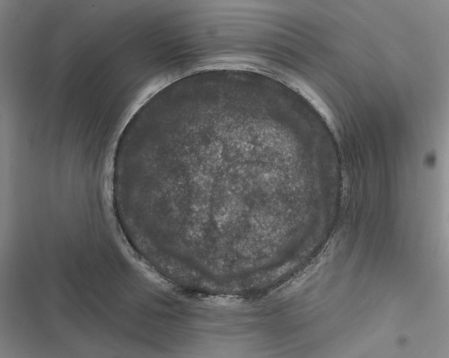 X0000116870994201001121258