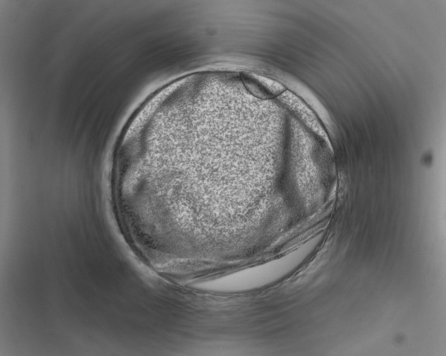 X0000116871099201001121256