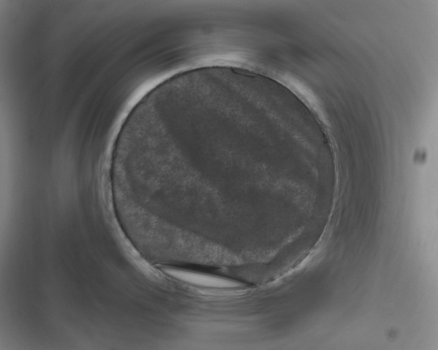 X0000116871200201001121255