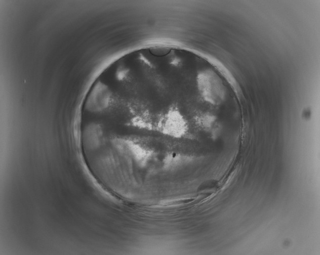 X0000116871295201001121254