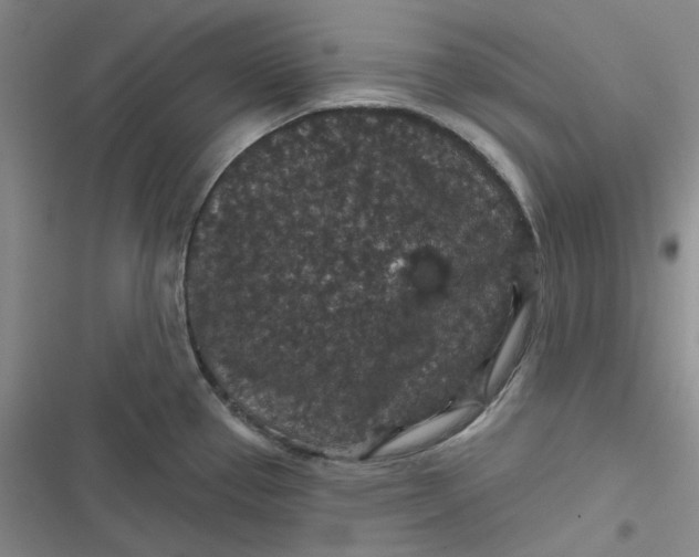 X0000116871337201001121254