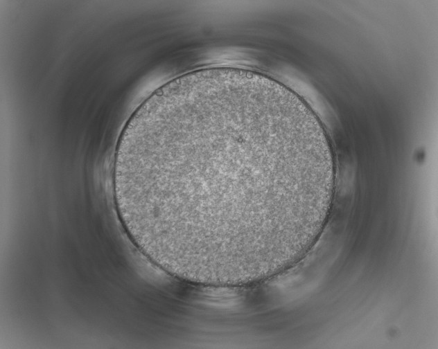 X0000116871338201001121254