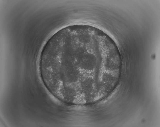 X0000116871525201001121251