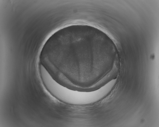 X0000116871527201001121251