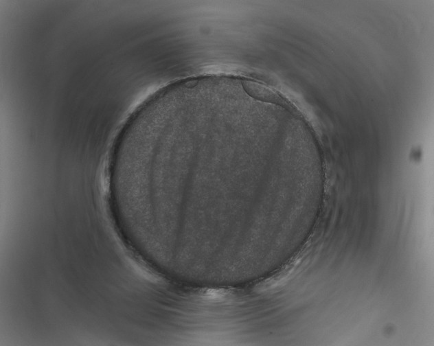 X0000116870060201001191731