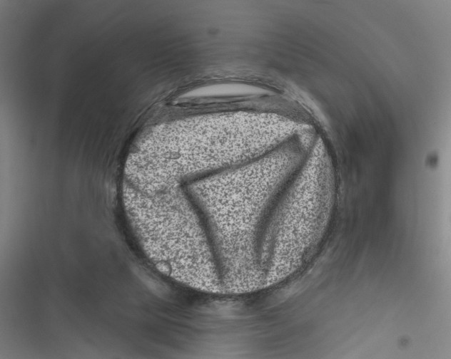 X0000116870065201001191731