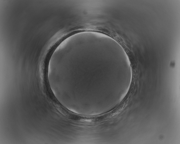 X0000116870295201001191729