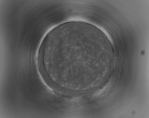 X0000116870815201001191721