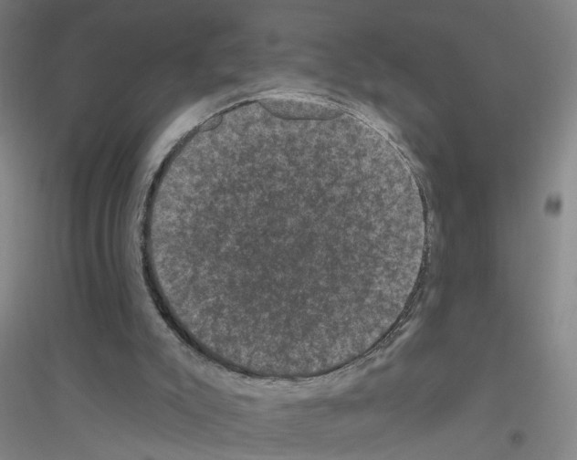 X0000116870007201002021137